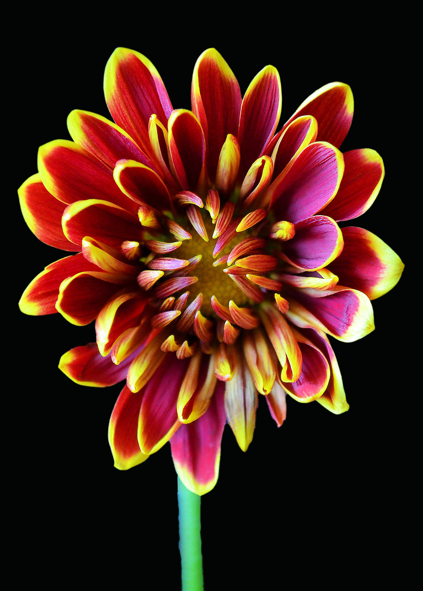 Red Dahlia Flower Android Wallpaper
