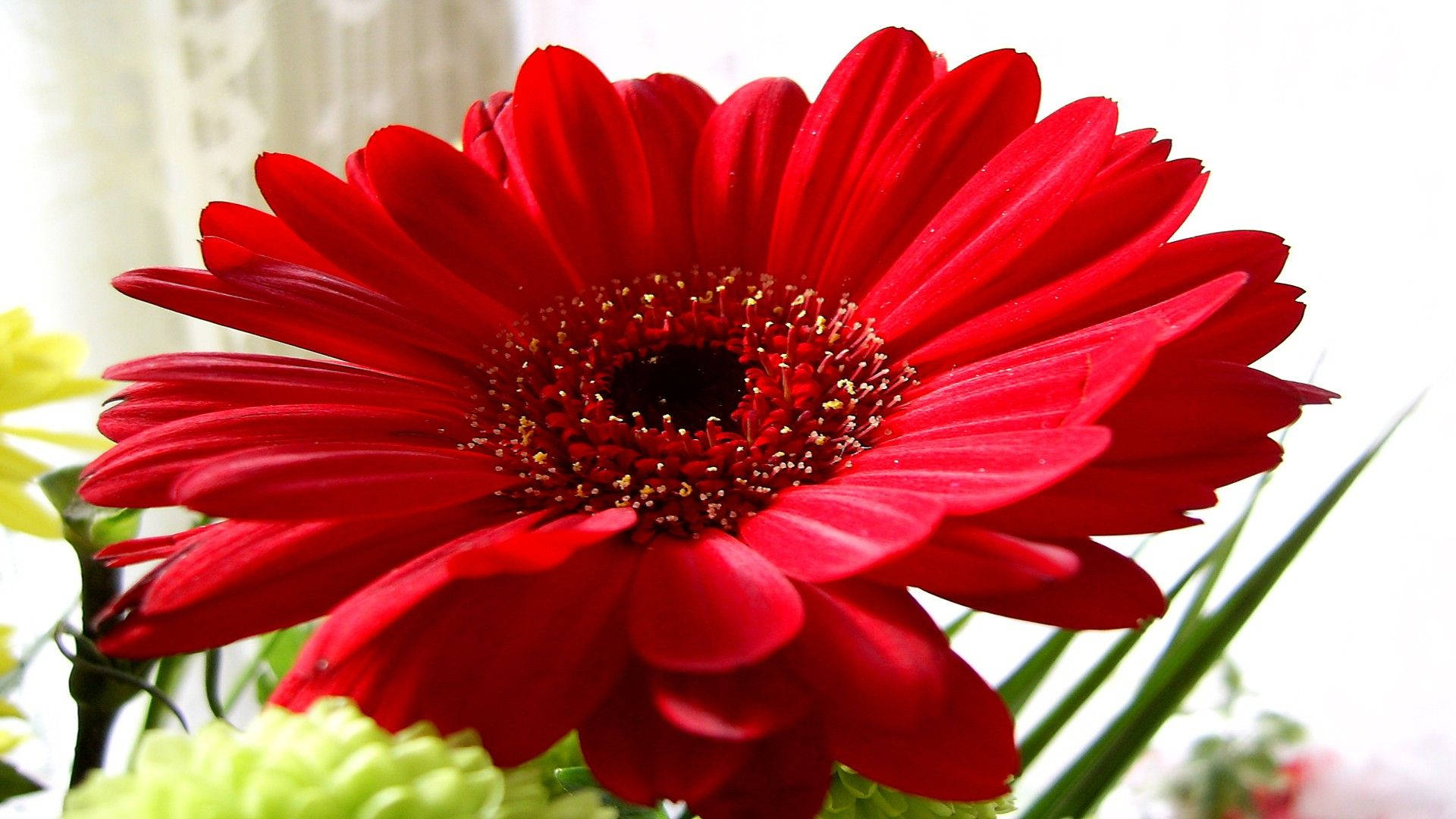 Red Daisy Flower Desktop