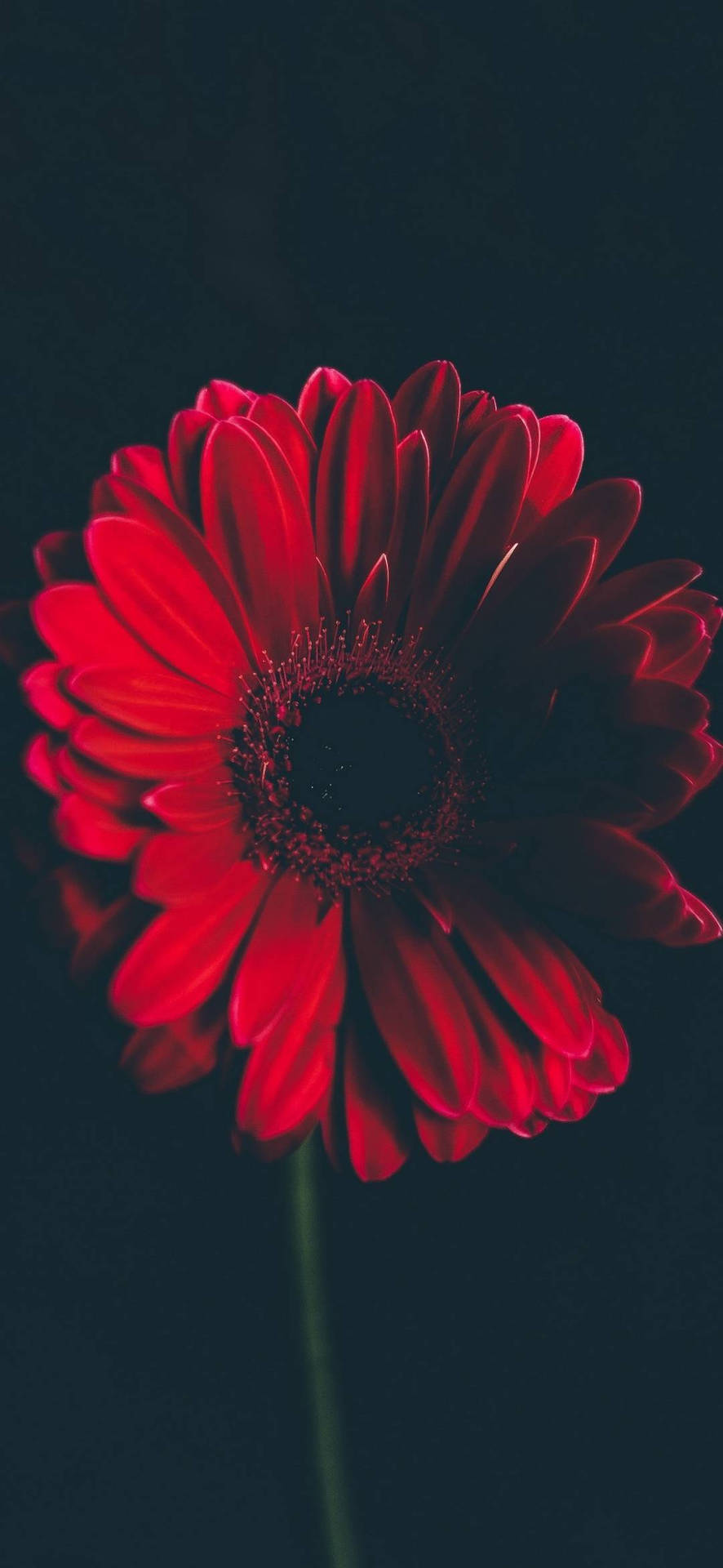 Red Daisy Flower Phone Background Wallpaper