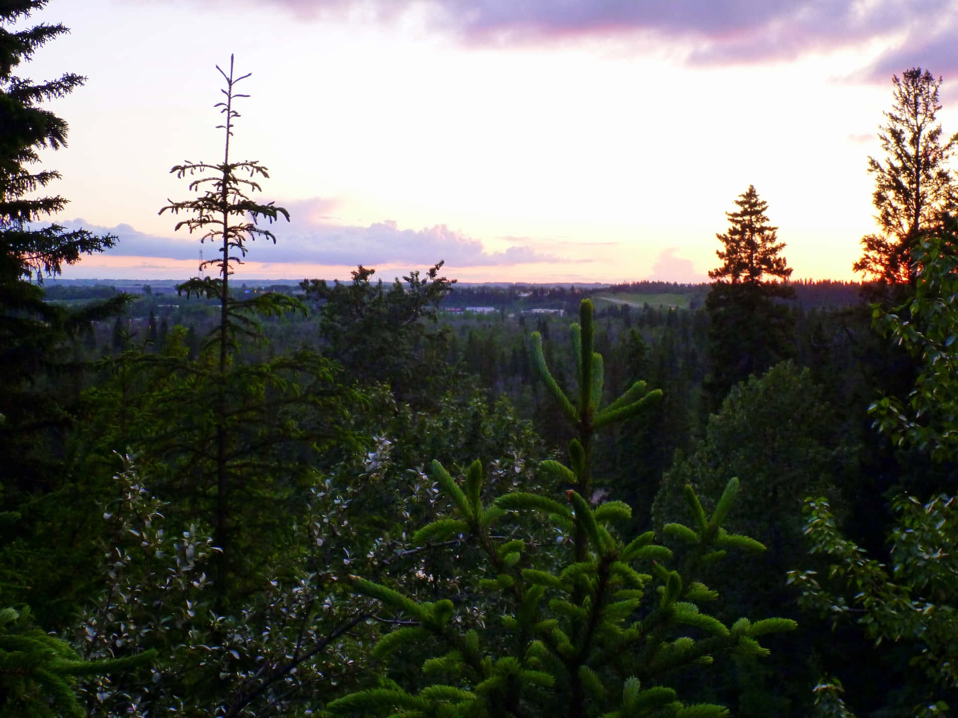 Red Deer Sunset Forest View Wallpaper