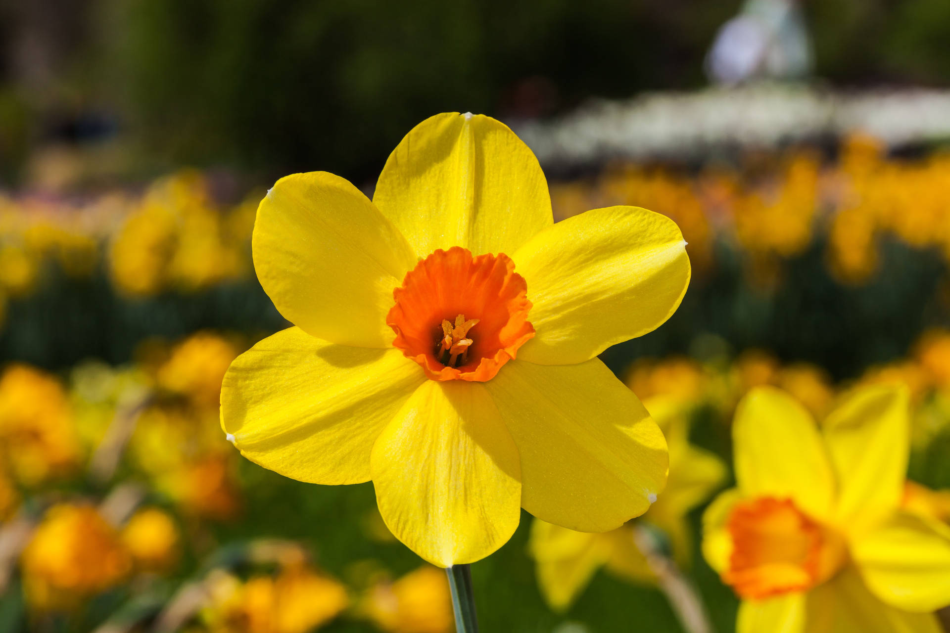 Red Devon Narcissus Flower