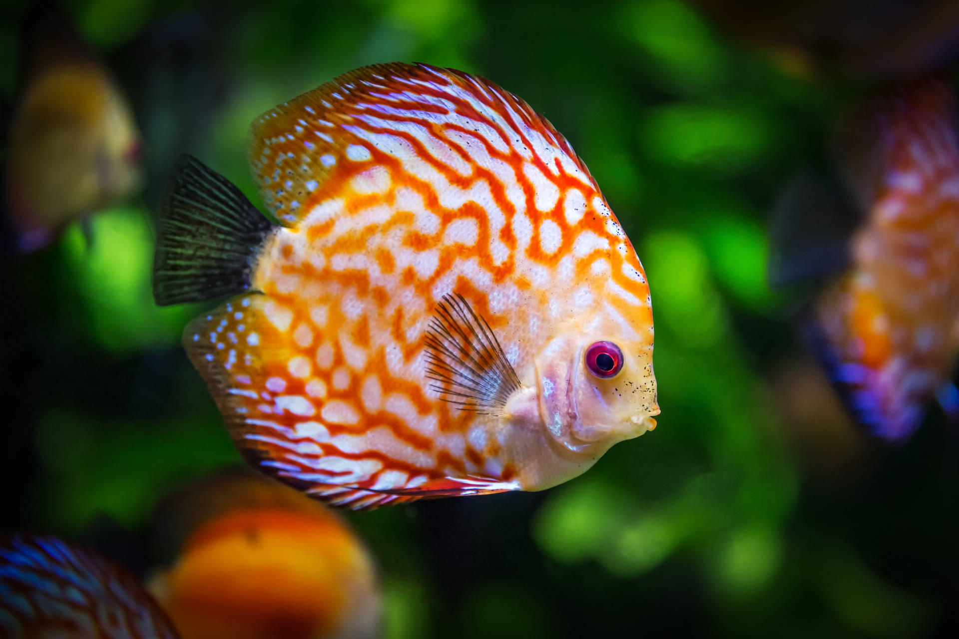 Stunning Red Discus Fish in 4K Ultra HD Wallpaper