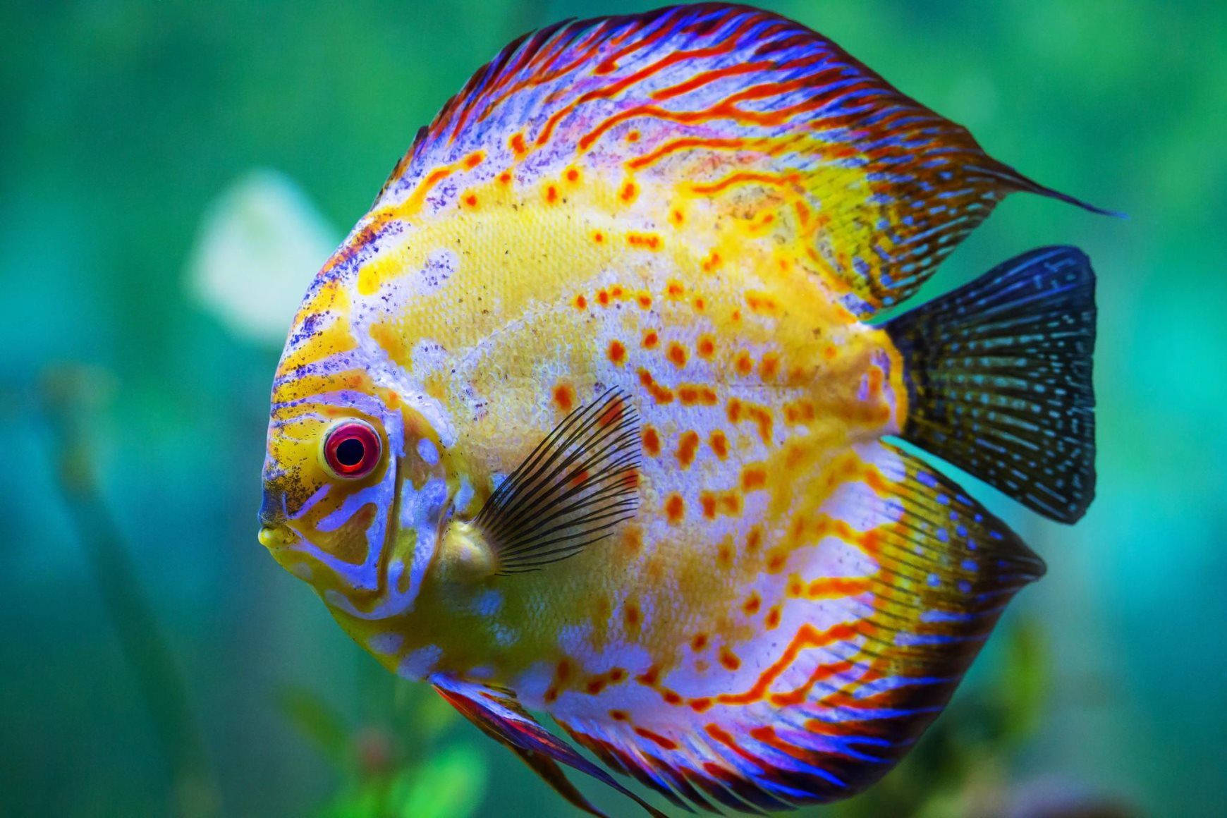 Red Discus Beautiful Fish