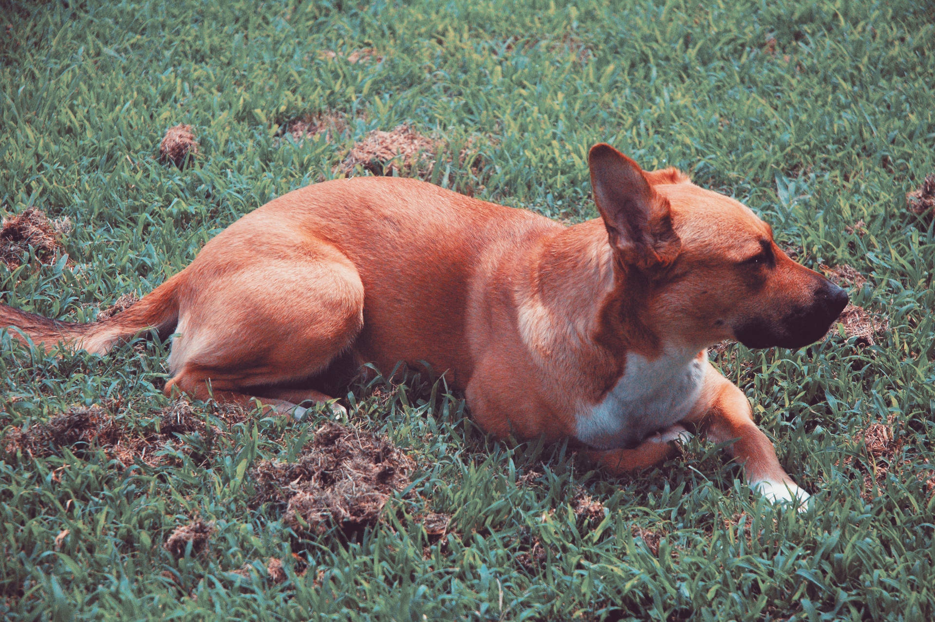 Adult red dog lying on grass on a fine day wallpaper