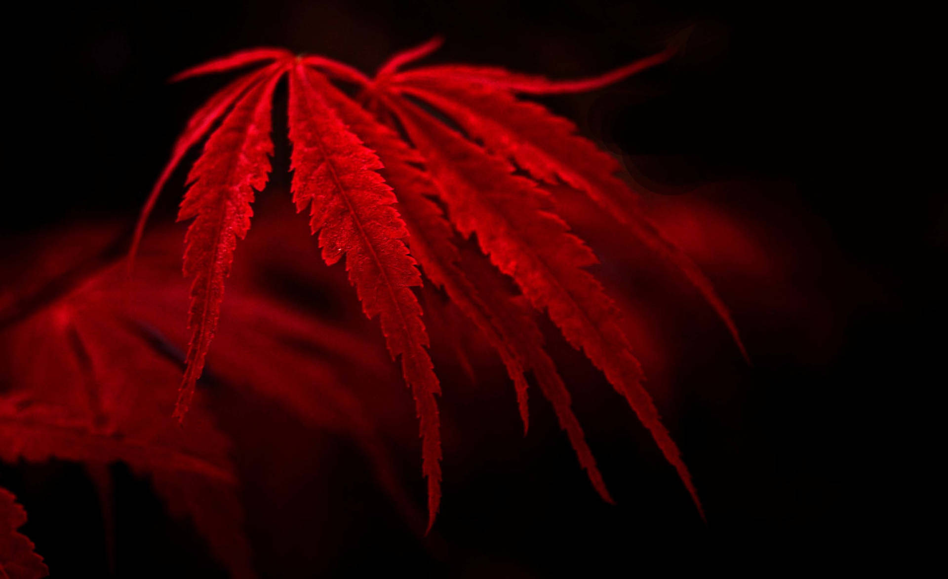 Red Dope Marijuana Leaf Wallpaper