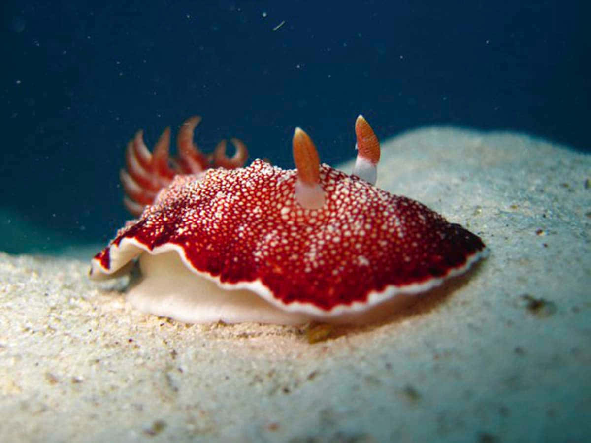 Red Dotted Sea Slug Wallpaper