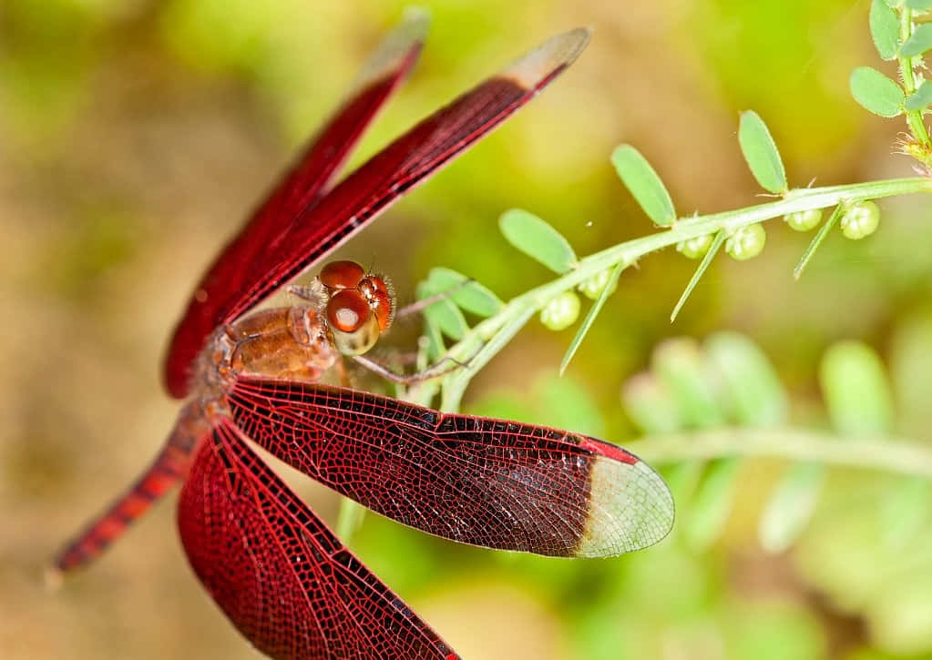 Stunning Red Dragonfly on Green Leaf Wallpaper