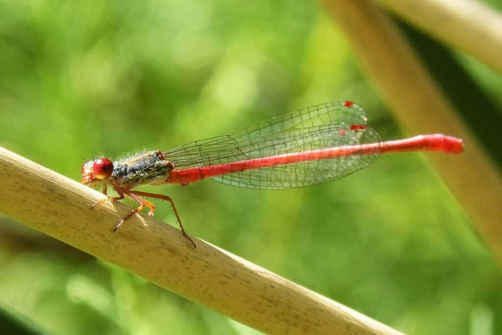 Stunning Red Dragonfly perched on a twig Wallpaper