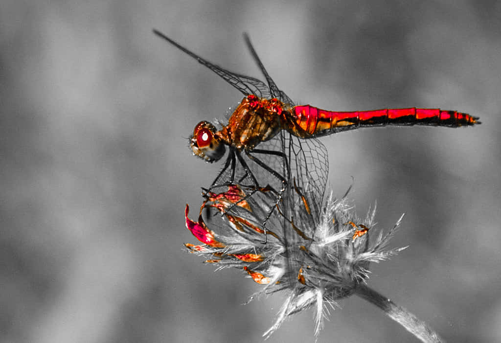 Red Dragonfly Perched on a Stem Wallpaper
