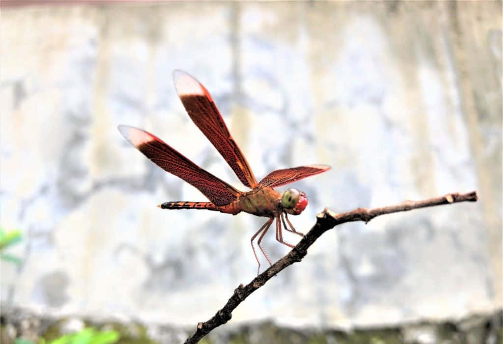 Stunning Red Dragonfly Resting on a Branch Wallpaper