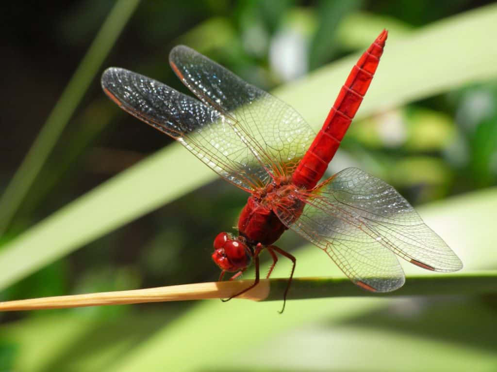Red Dragonfly Perched on a Branch Wallpaper