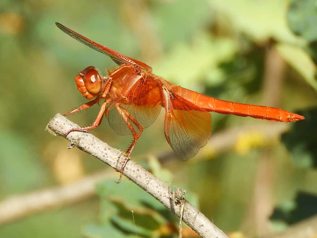 Stunning Red Dragonfly Close-up Wallpaper