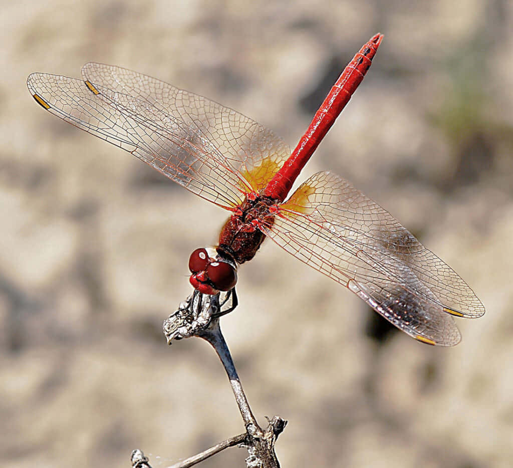 Majestueuze Rode Libelle Geperst Op Een Tak Achtergrond