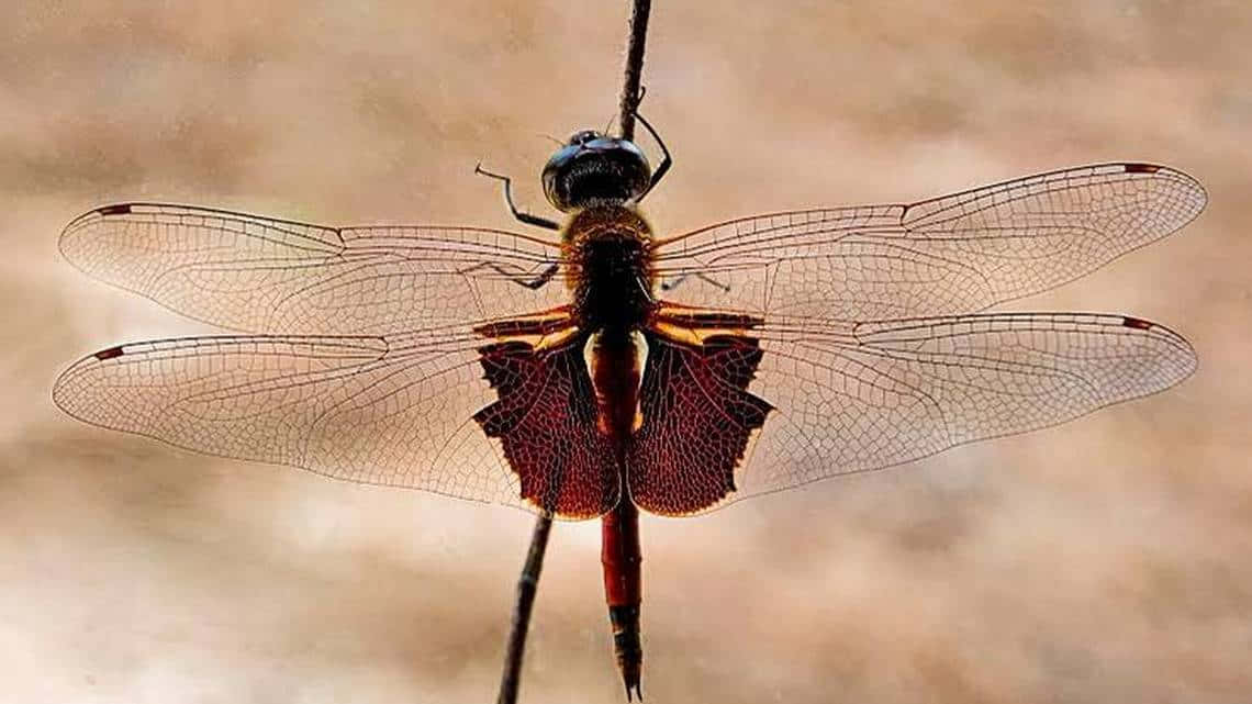 Caption: Stunning Red Dragonfly Perched on a Branch Wallpaper