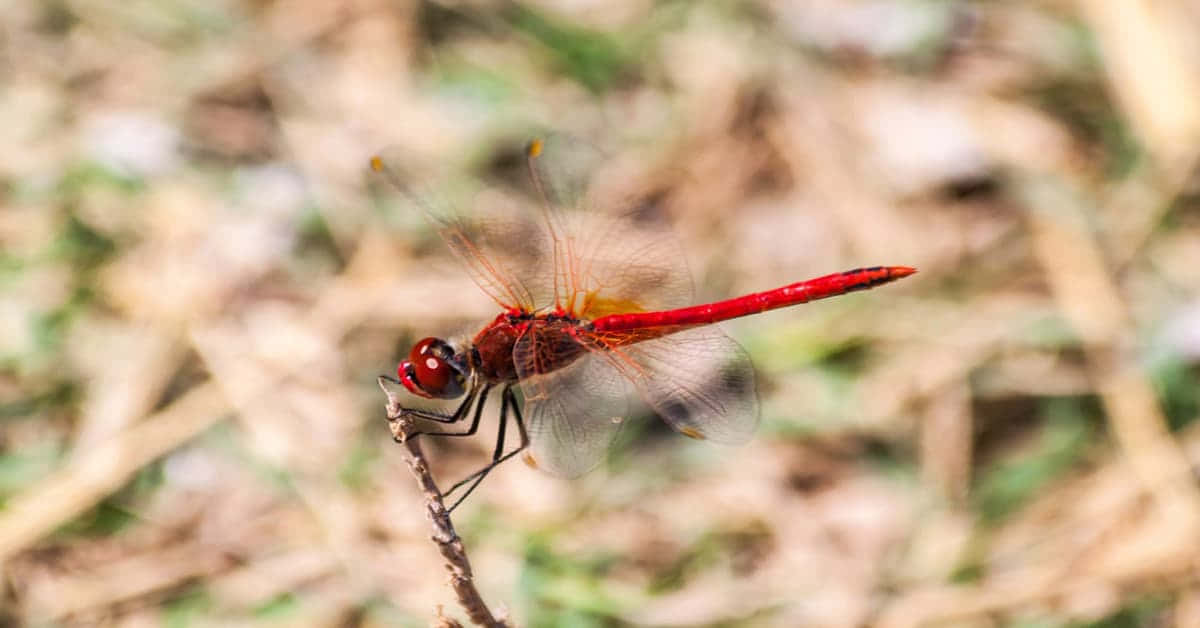 A Stunning Red Dragonfly Resting Gracefully Wallpaper