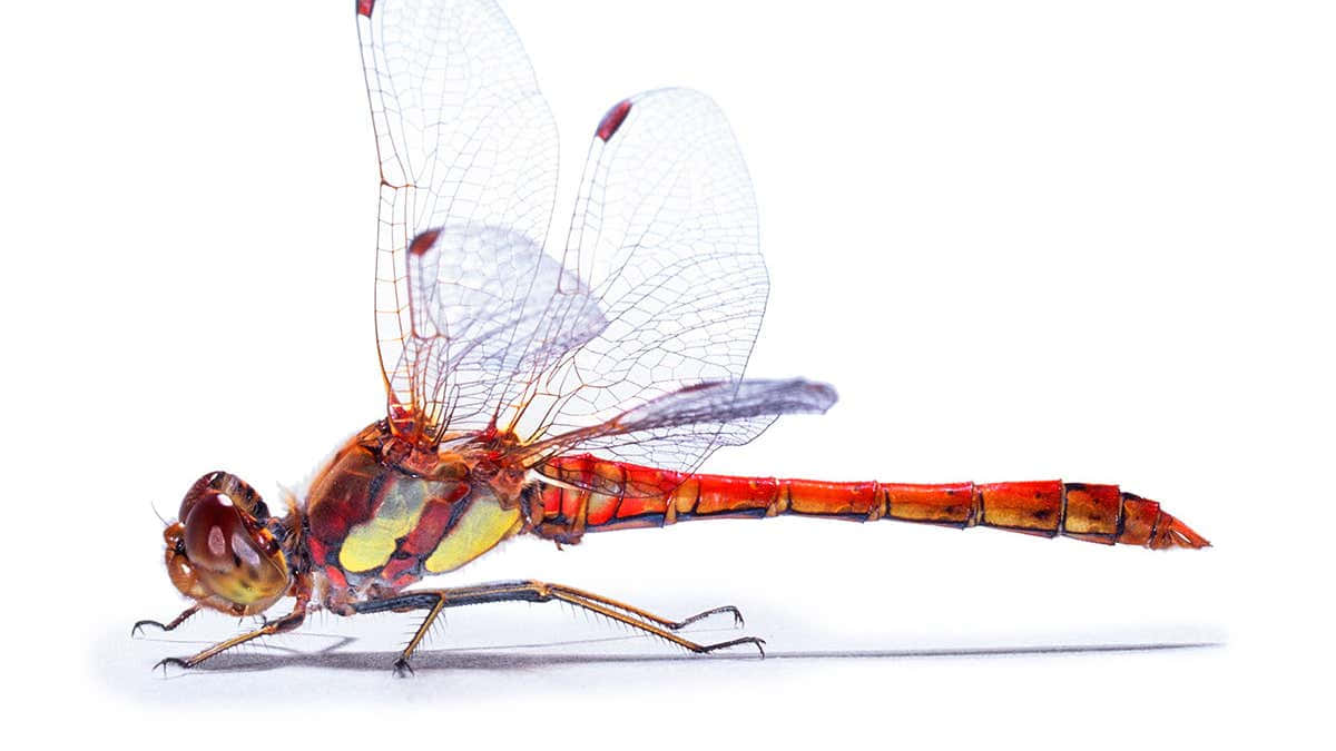 Vibrant Red Dragonfly in Natural Habitat Wallpaper
