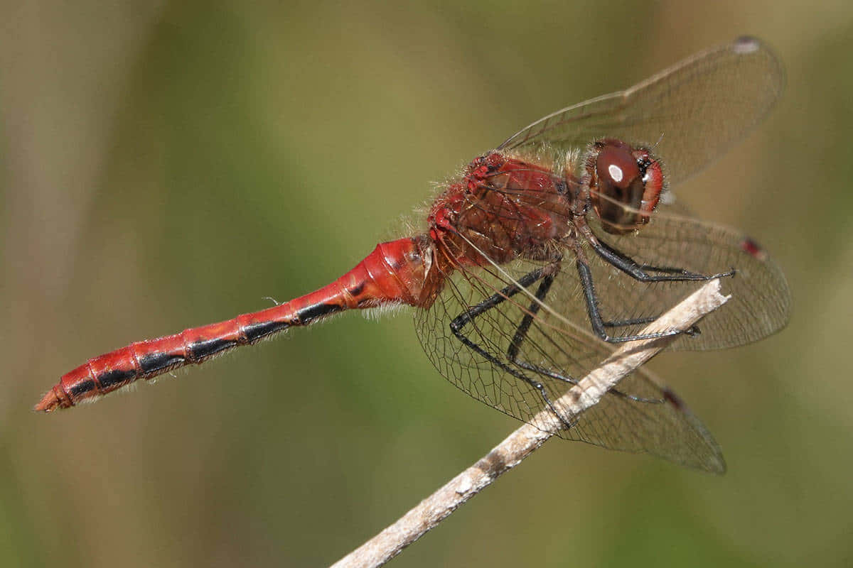 Red Dragonfly on a Twig Wallpaper