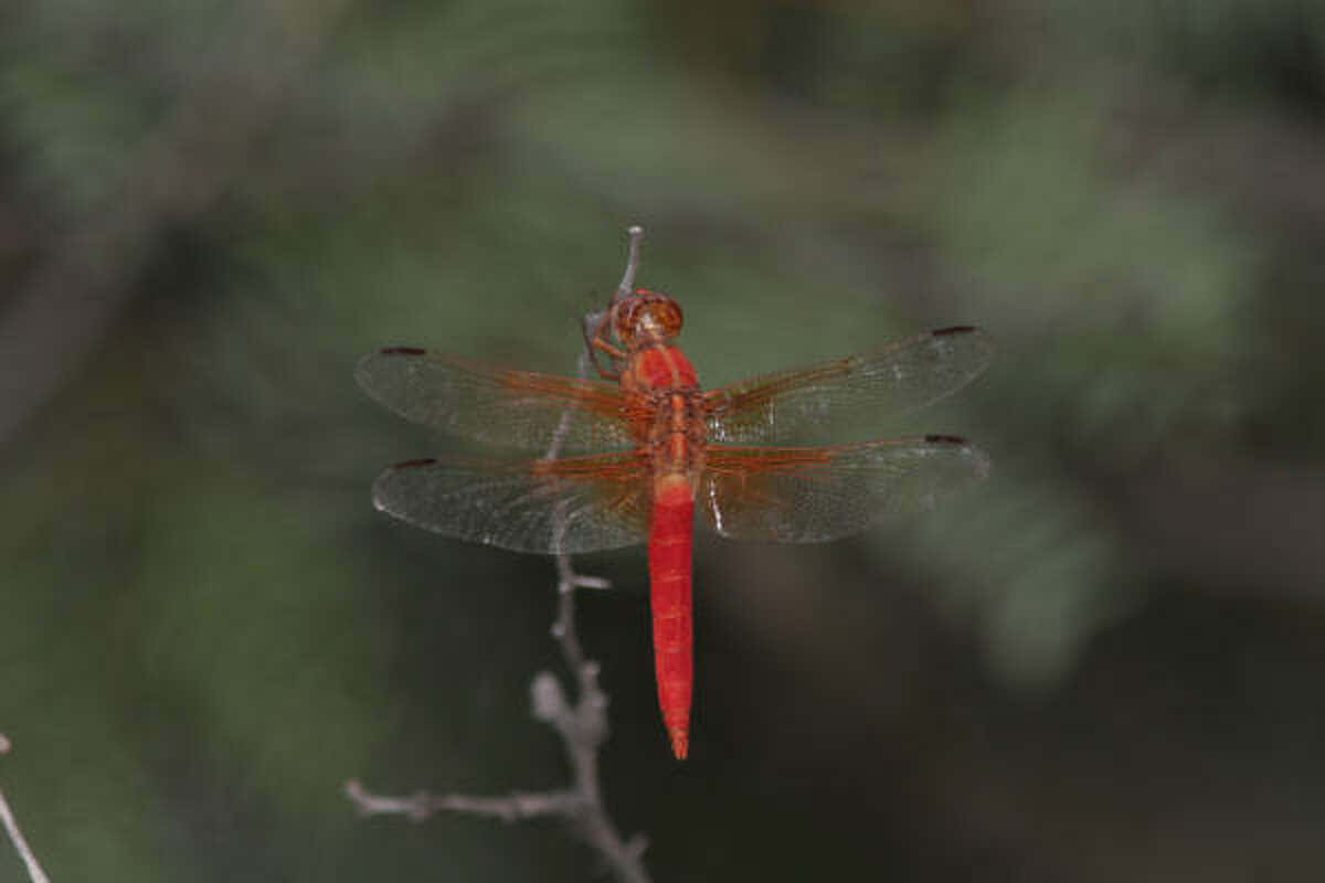 Red Dragonfly Perching on a Branch Wallpaper