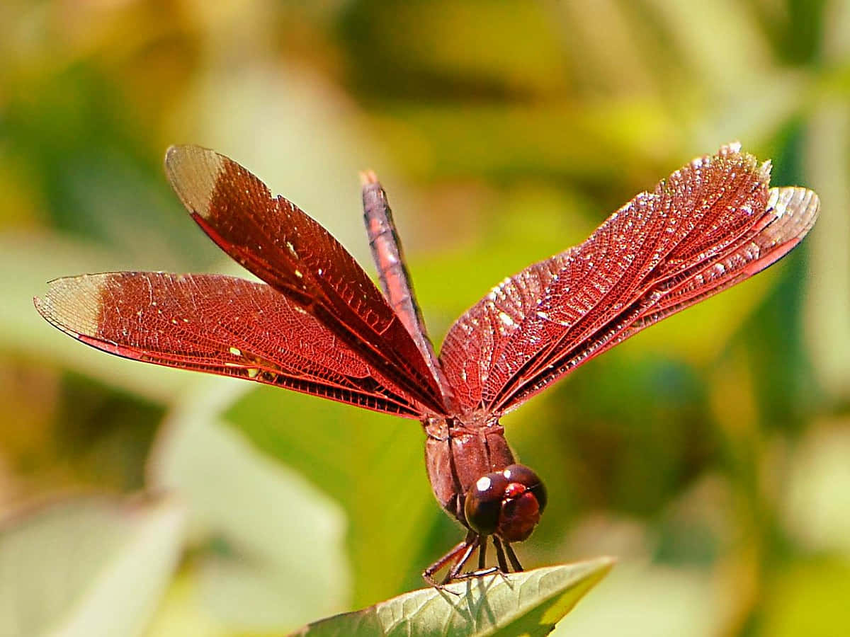 A Red Dragonfly Perched on a Green Leaf Wallpaper