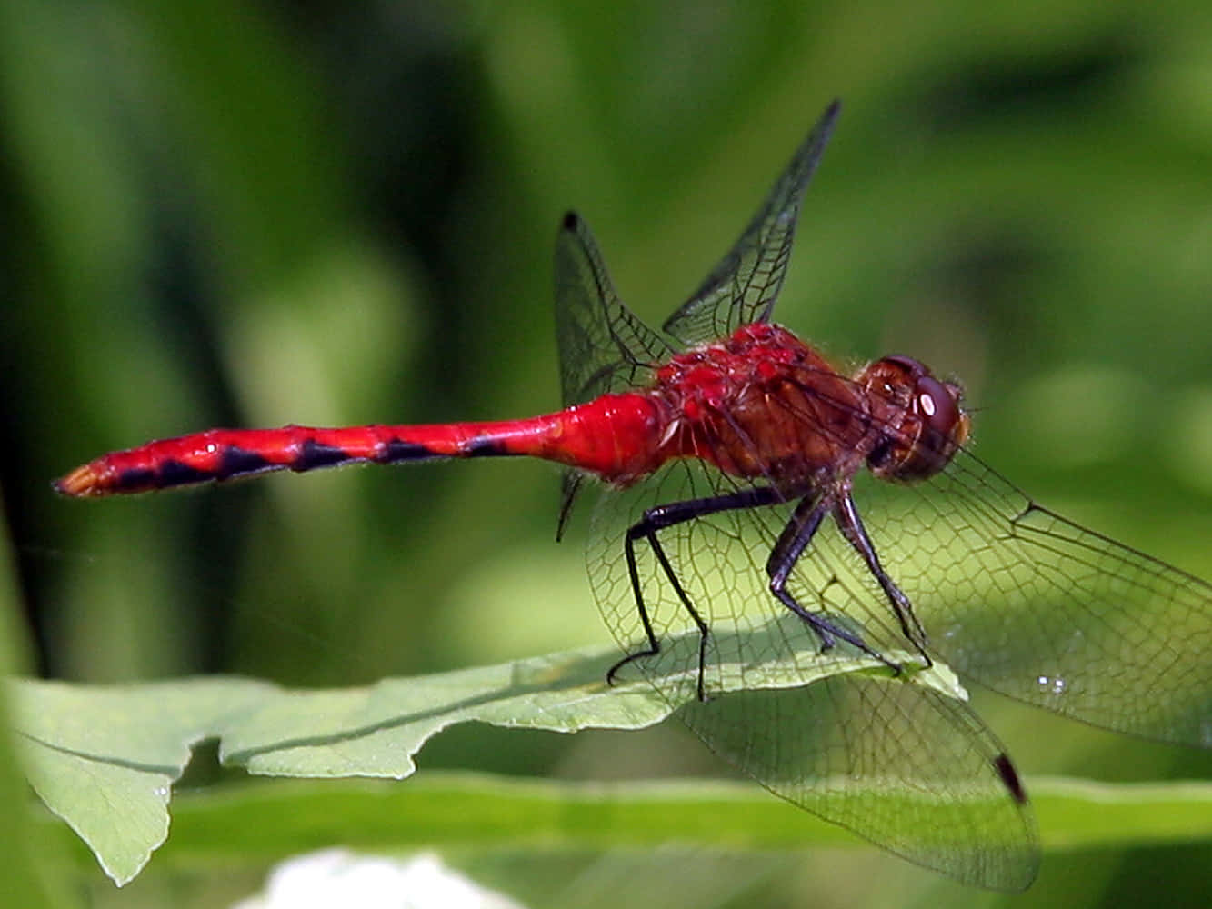 Stunning Red Dragonfly Perched on a Leaf Wallpaper