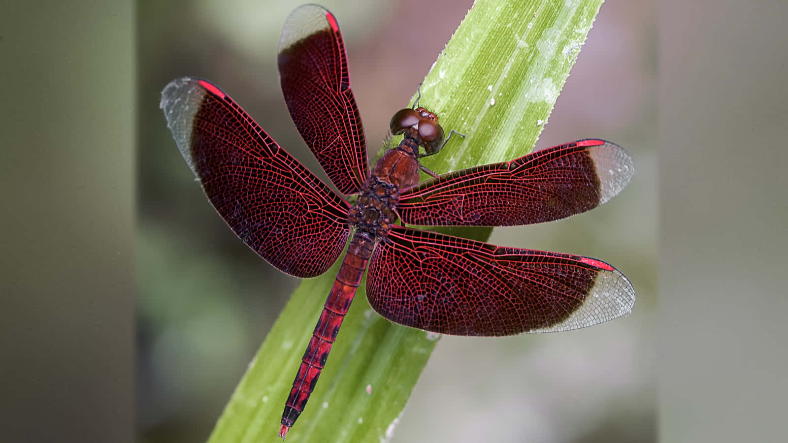 A Vibrant Red Dragonfly Perched on a Leaf Wallpaper