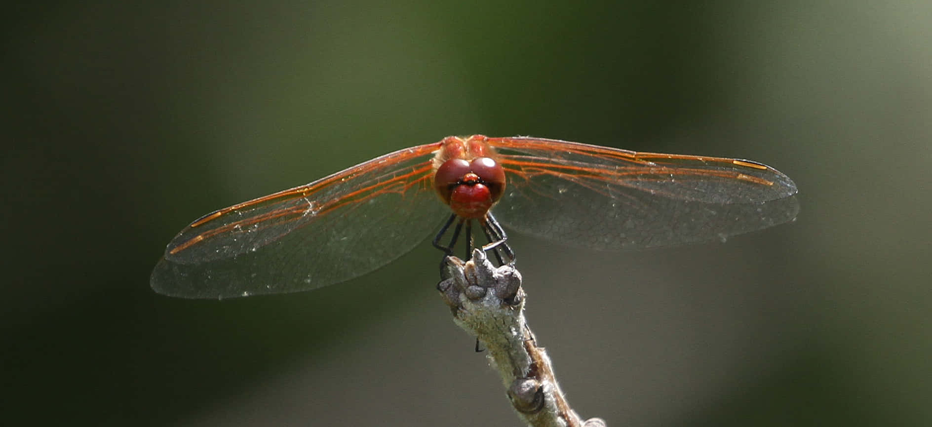 Vibrant Red Dragonfly Close-up Wallpaper