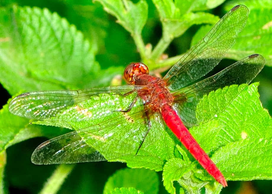 Close-up on a Red Dragonfly Perched on a Leaf Wallpaper