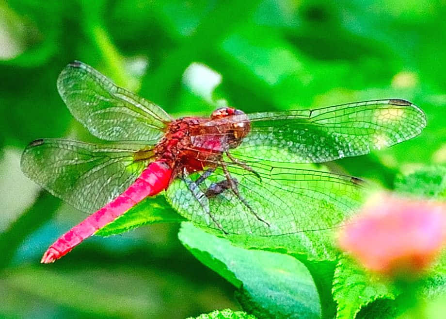 Close-up view of a Red Dragonfly resting on a leaf Wallpaper