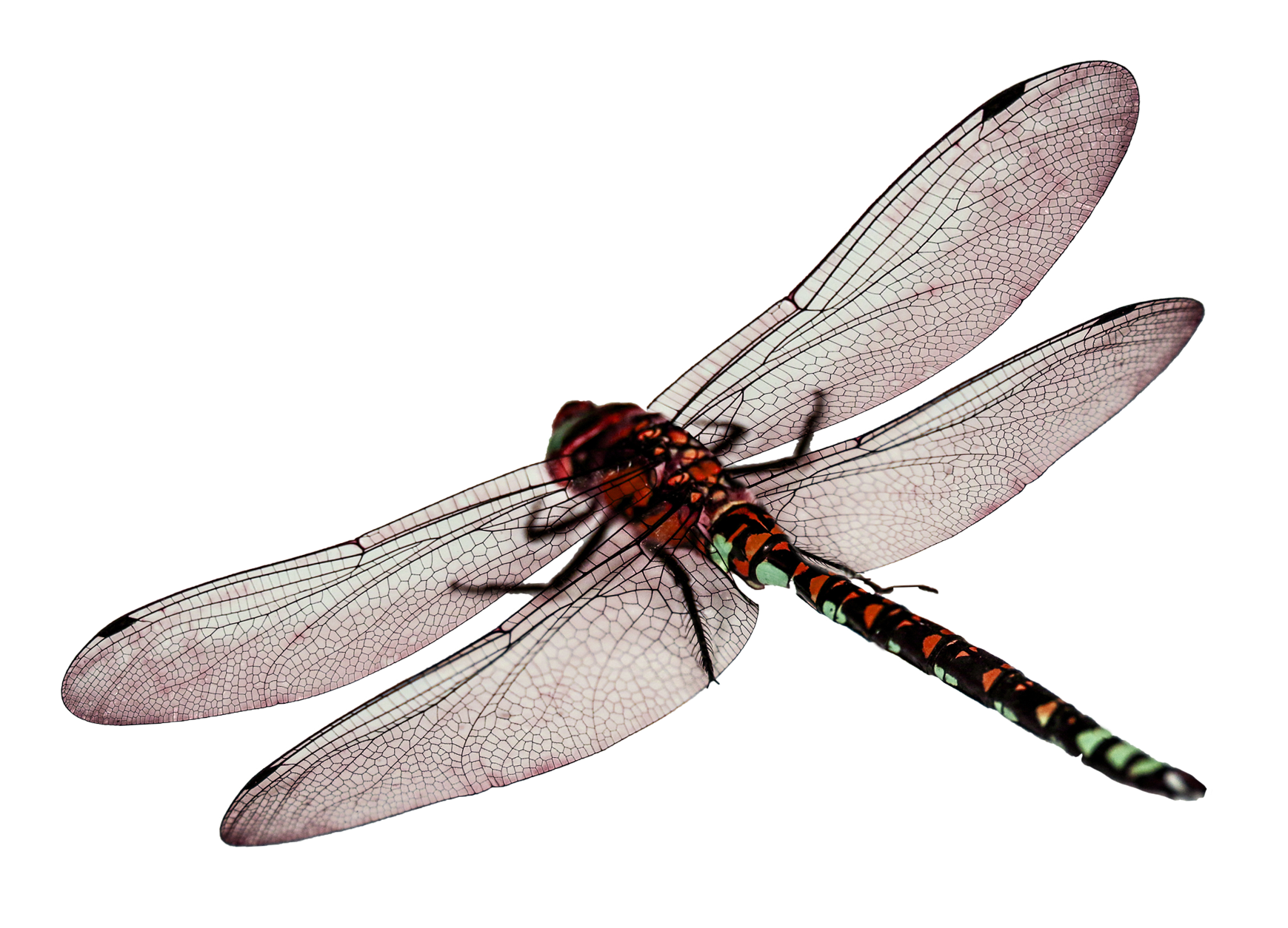 Red Dragonfly Transparent Background PNG