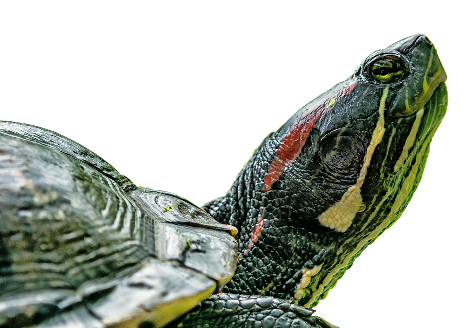 Download Red Eared Slider Profile | Wallpapers.com