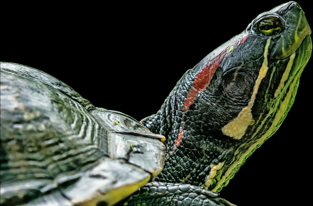 Download Red Eared Slider Profile | Wallpapers.com