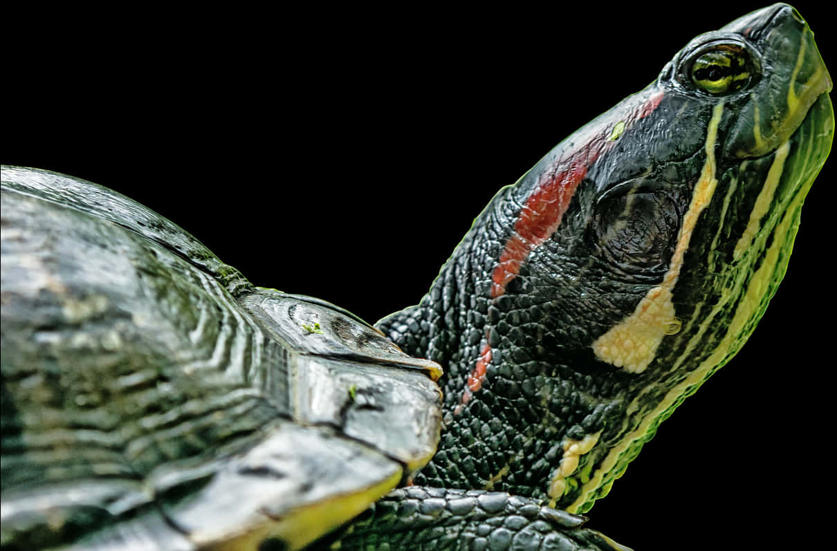 Red Eared Slider Profile PNG