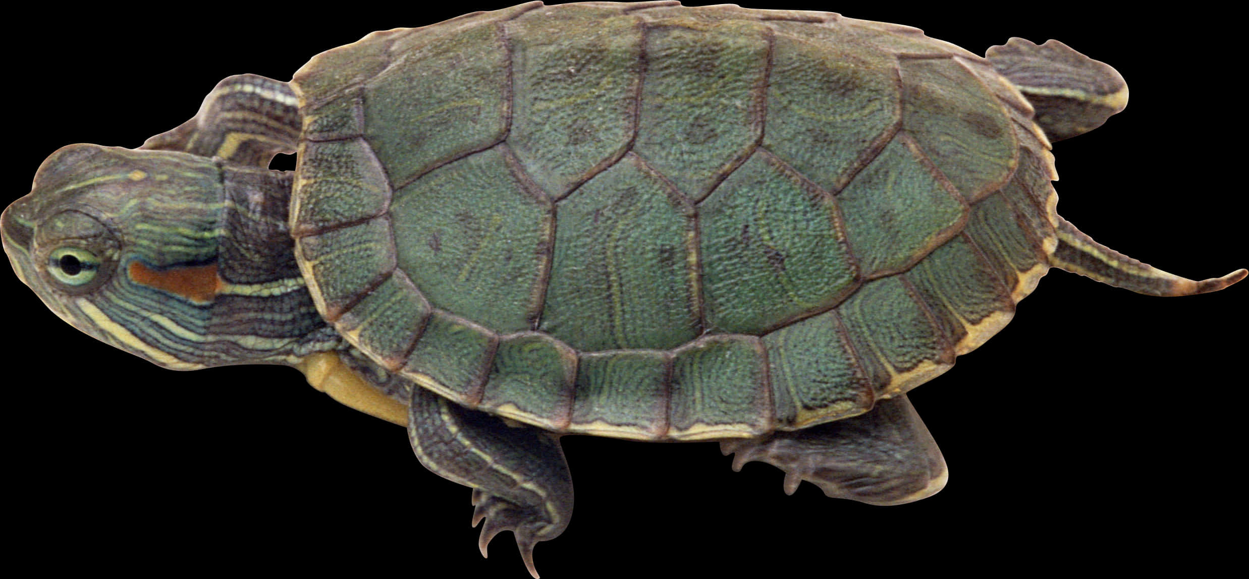 Red Eared Slider Turtle Isolated PNG