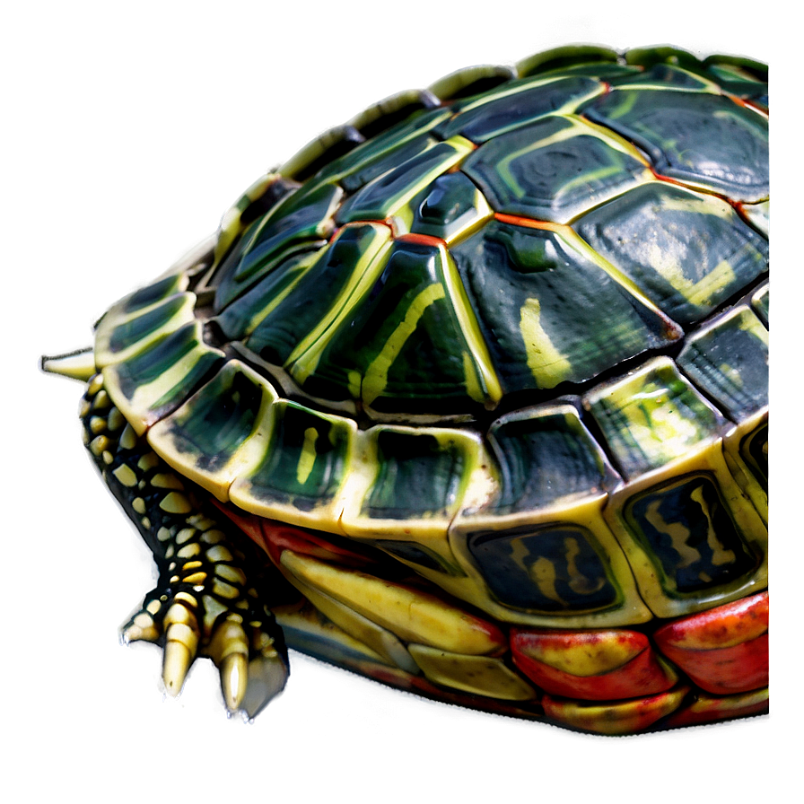 Red-eared Slider Turtle Png 11 PNG