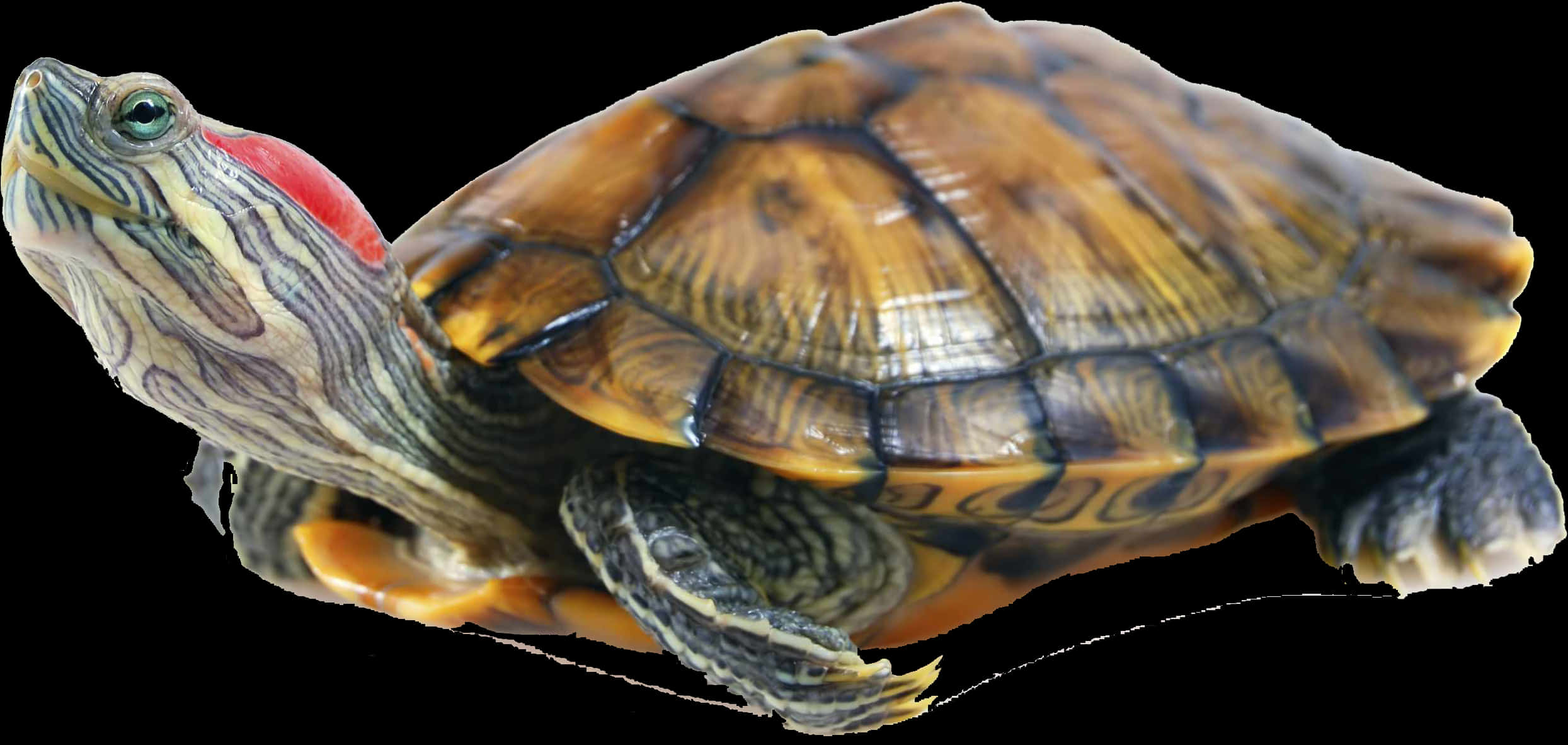 Red Eared Slider Turtle Profile PNG