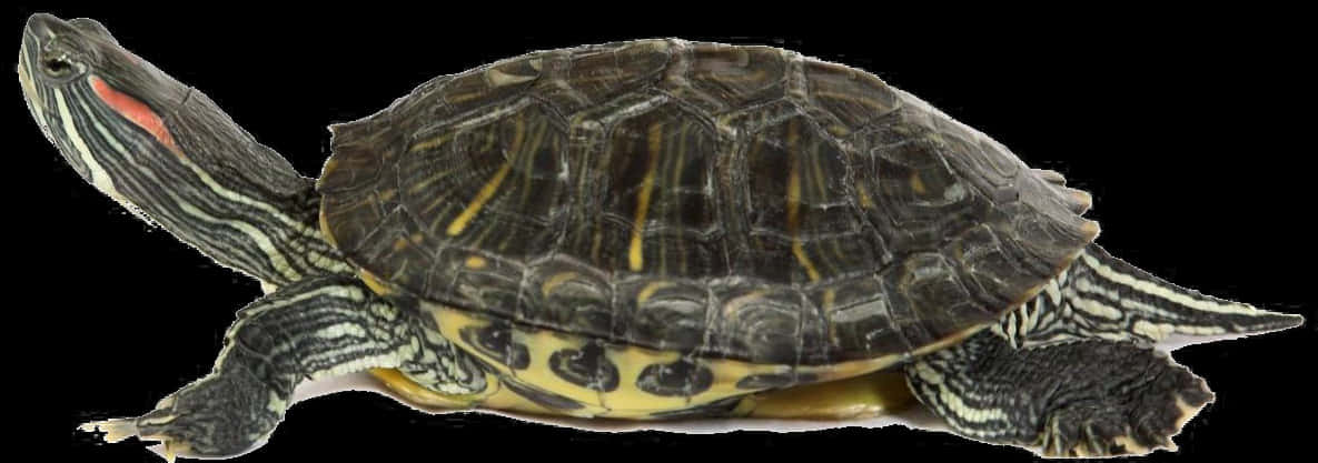 Download Red Eared Slider Turtle Profile | Wallpapers.com