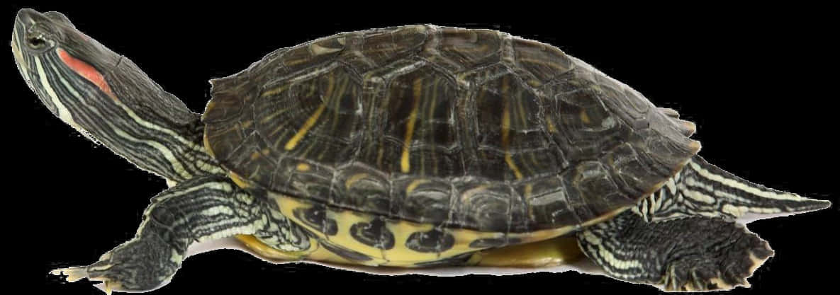 Red Eared Slider Turtle Profile PNG