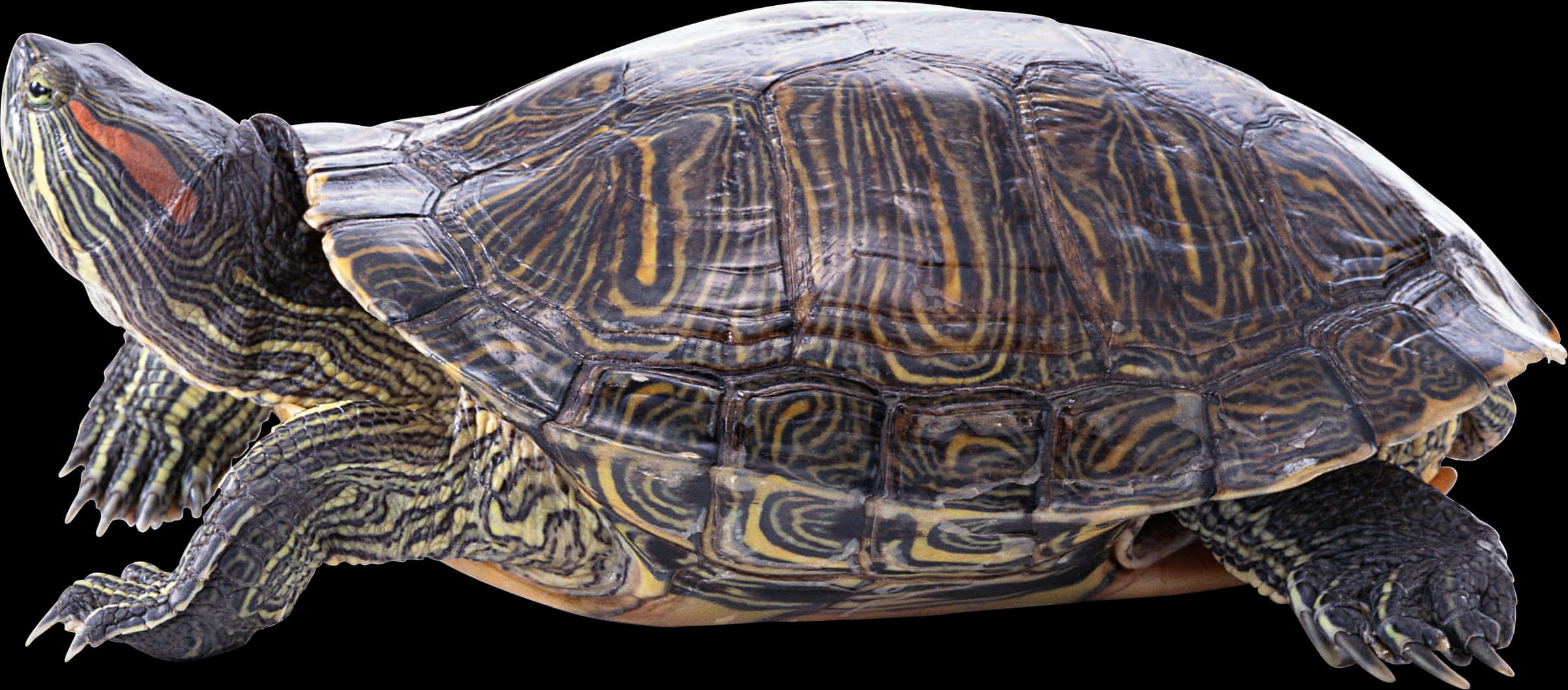 Red Eared Slider Turtle Profile PNG