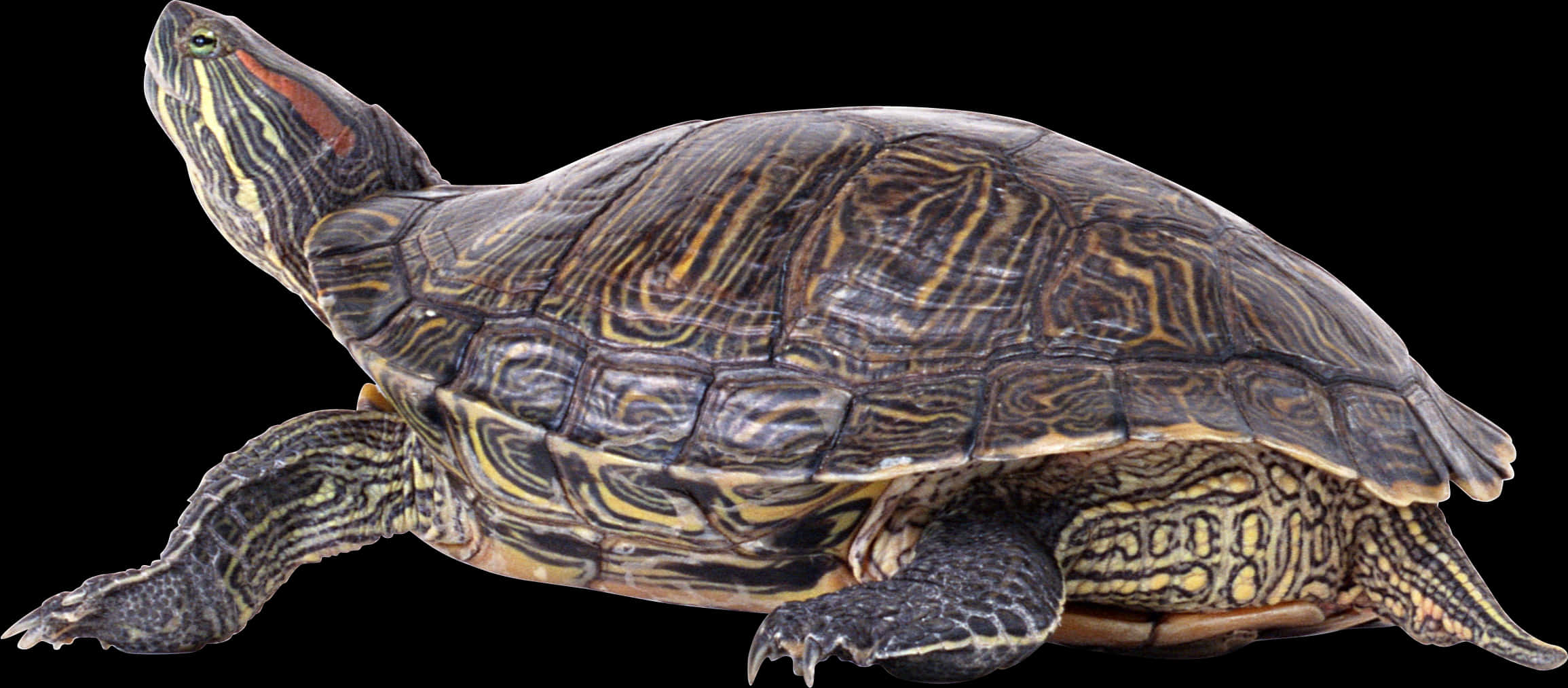 Download Red Eared Slider Turtle Profile | Wallpapers.com