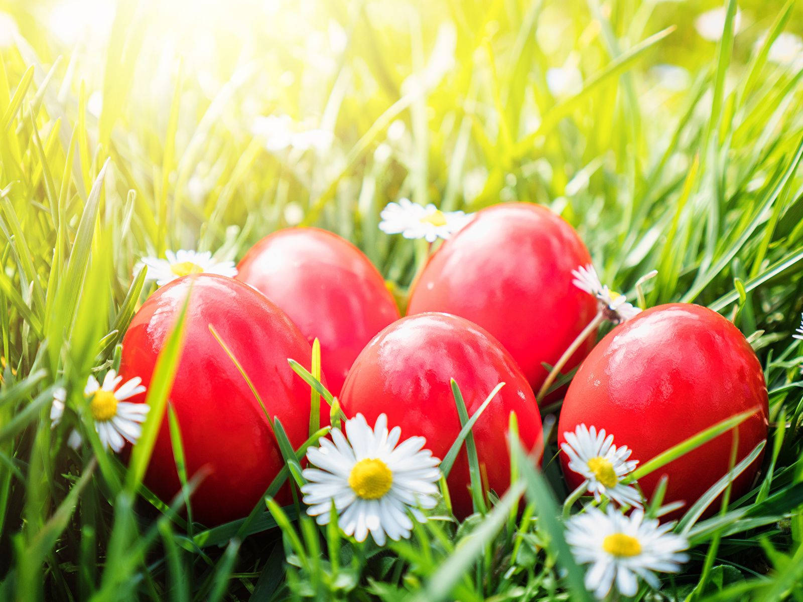 Red Easter Eggs In A Flower Field Wallpaper