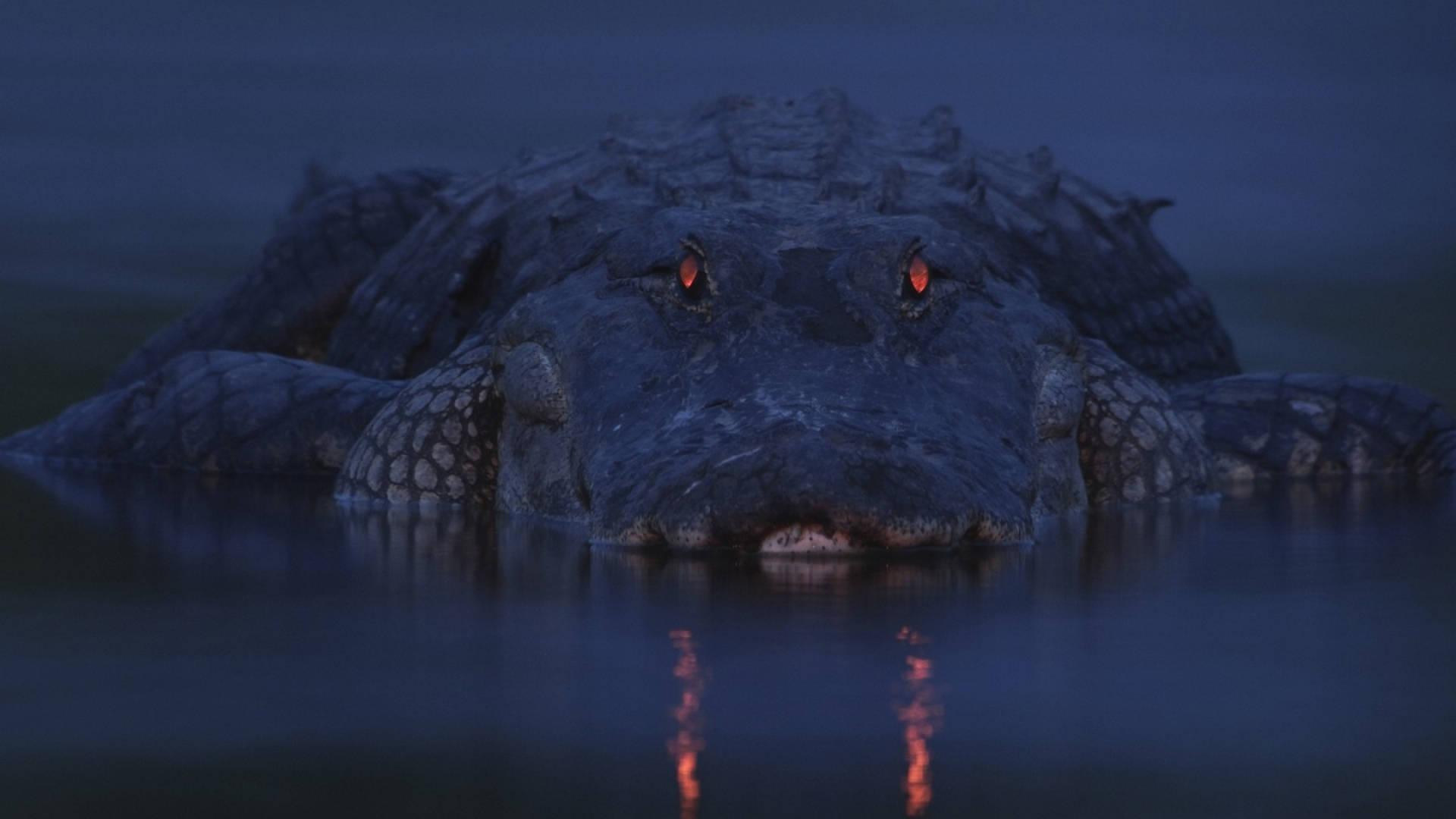 Røde øjne rovdyr alligatorskind Wallpaper