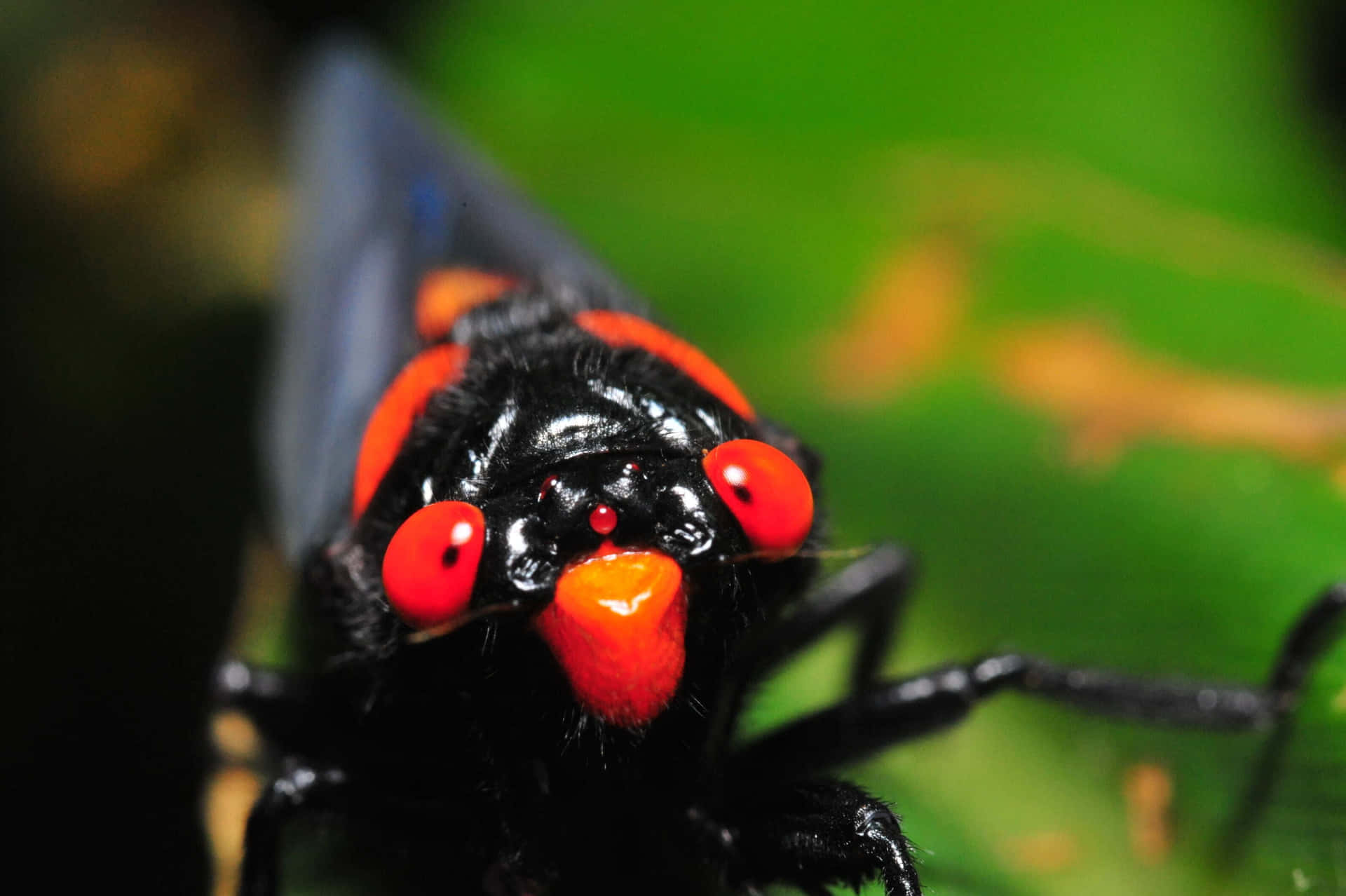 Red Eyed Cicada Nymph Closeup.jpg Wallpaper