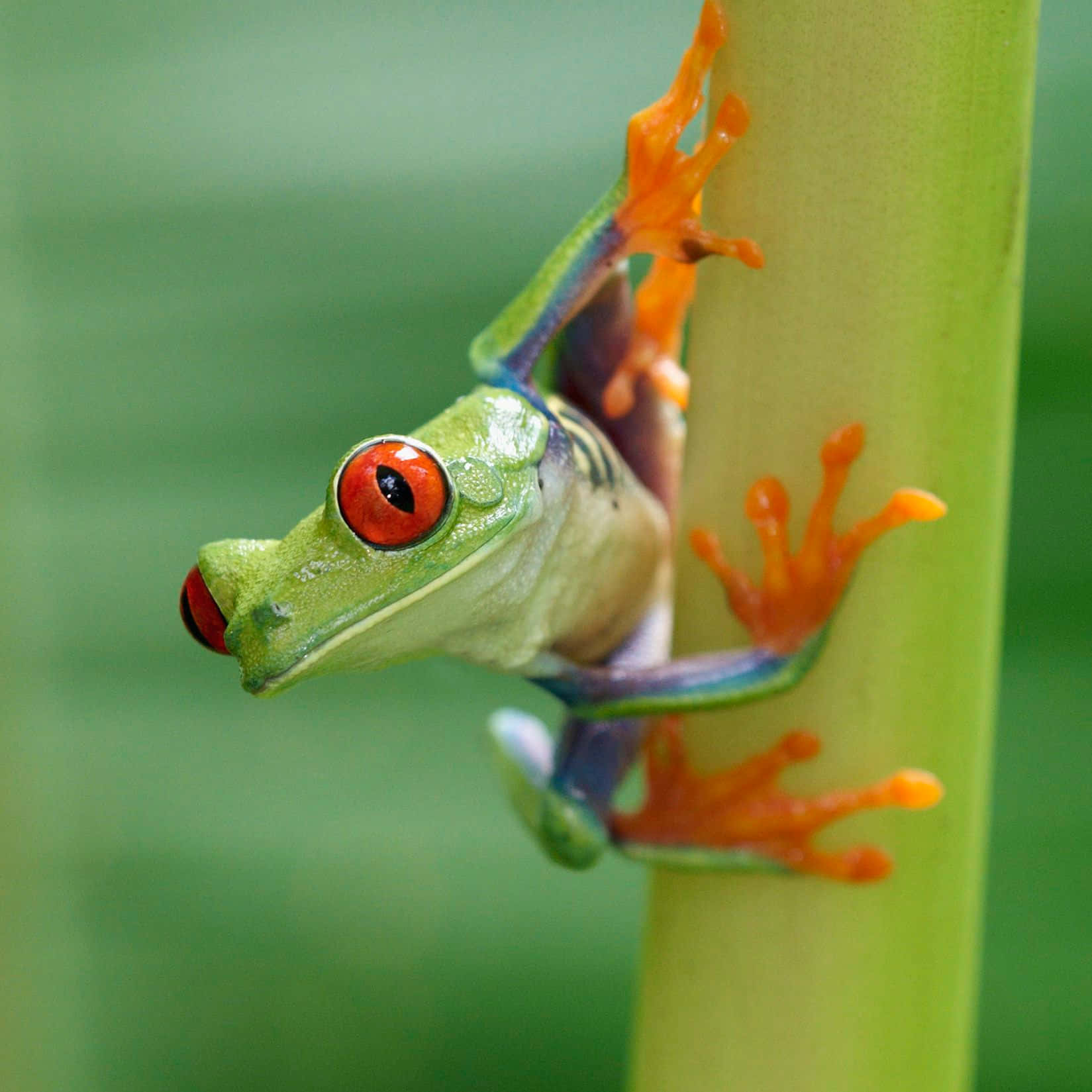 Red Eyed Tree Frog Clinging To Stem.jpg Wallpaper