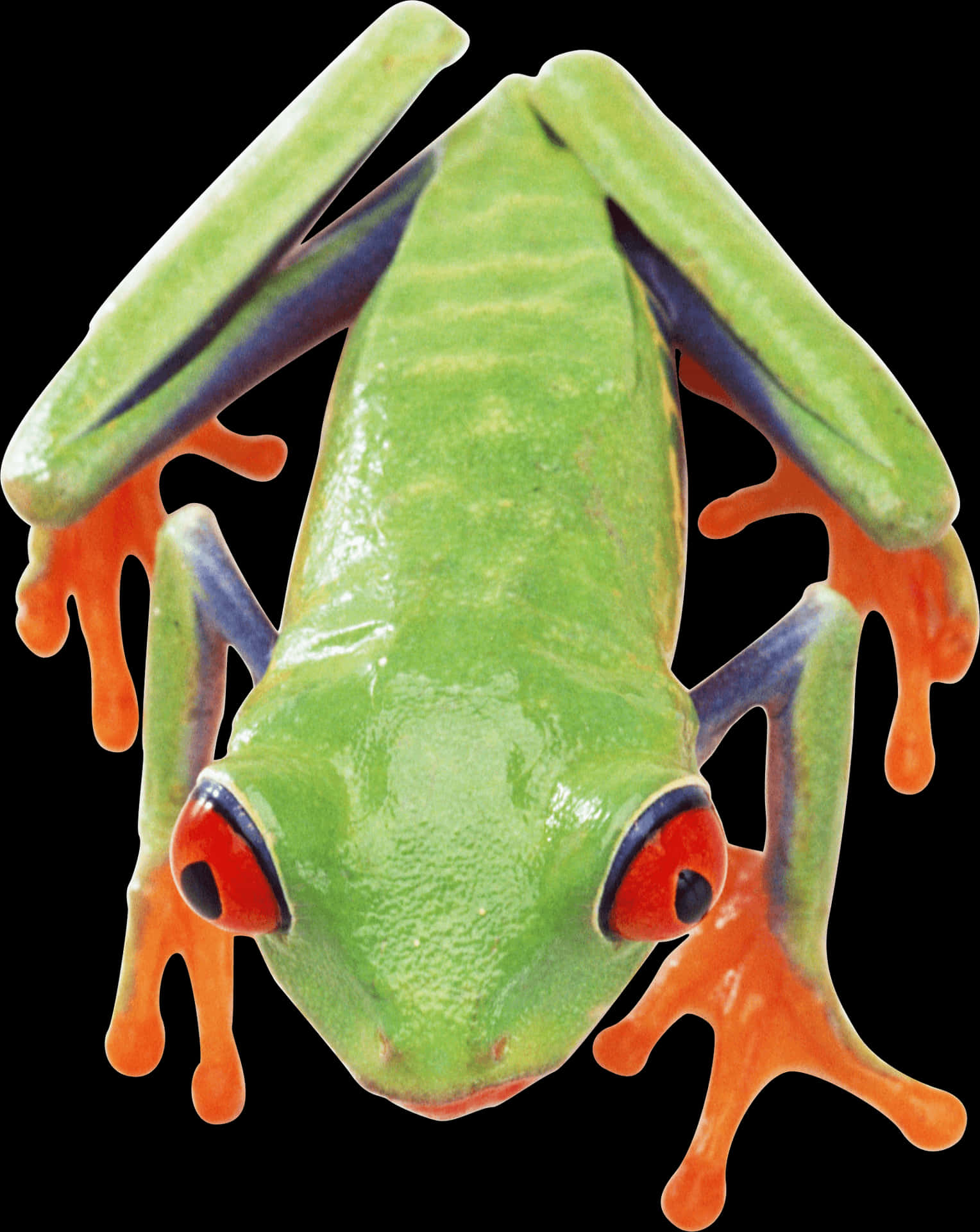 Red Eyed Tree Frog Closeup PNG