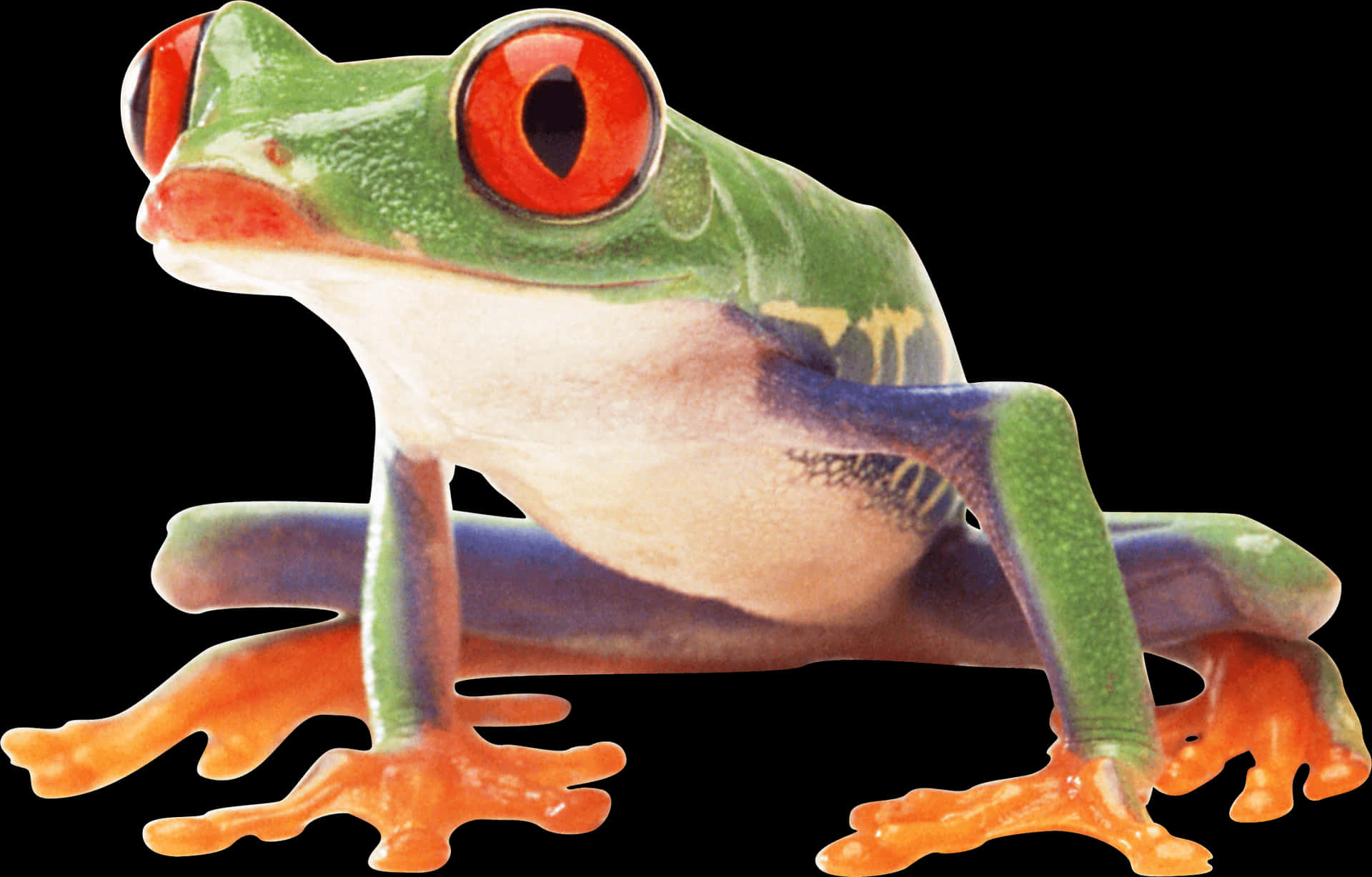 Red Eyed Tree Frog Profile PNG