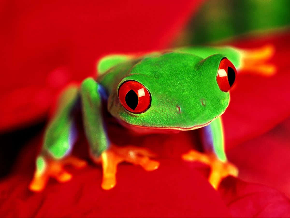 Red Eyed Tree Frog Vibrant Colors Wallpaper