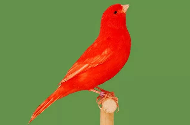 Red Factor Canary Bird Wallpaper