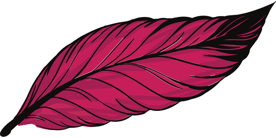 Red Feather Illustration.png PNG
