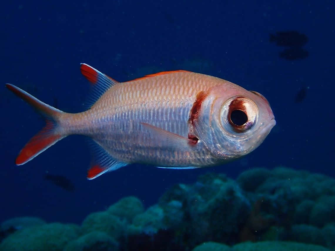 Ikan Soldierfish Sirip Merah Di Bawah Laut Wallpaper