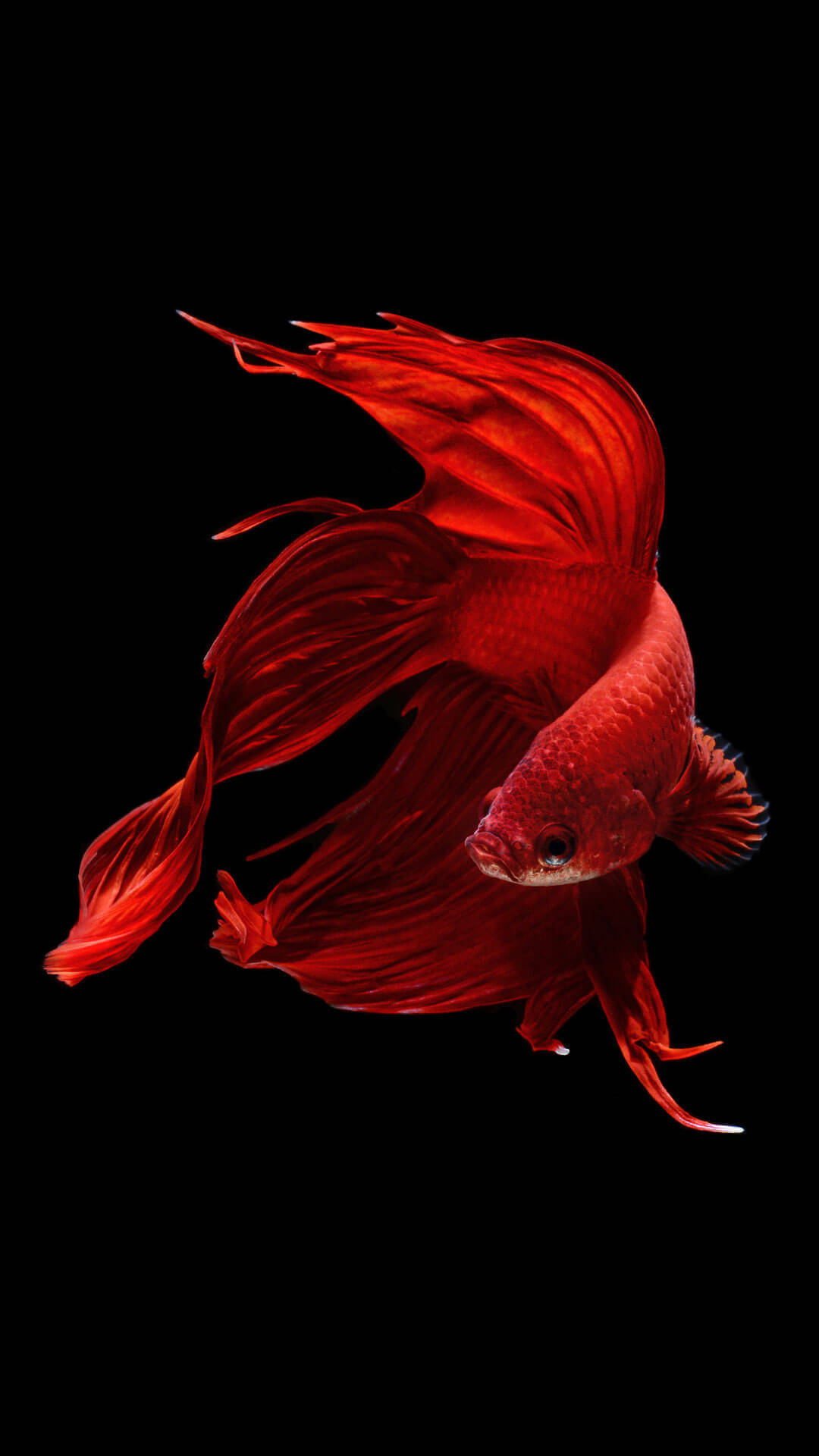 A Red Fish Swimming in a Glistening Sea Wallpaper